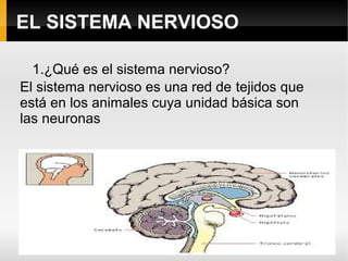 EL SISTEMA NERVIOSO
1.¿Qué es el sistema nervioso?
El sistema nervioso es una red de tejidos que
está en los animales cuya unidad básica son
las neuronas

 