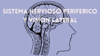 Sistema Nervioso Periferico
y Vision Lateral
 
