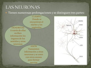  Tienen numerosas prolongaciones y se distinguen tres partes:
                         CUERPO
                         Do...