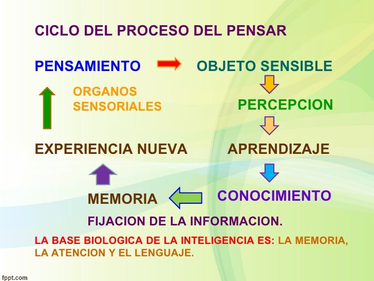 ¿Cuanto tarda el cerebro en procesar informacion? ⚡️