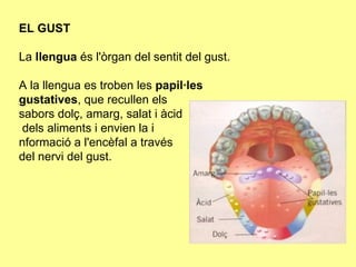 El sistema nerviós | PPT