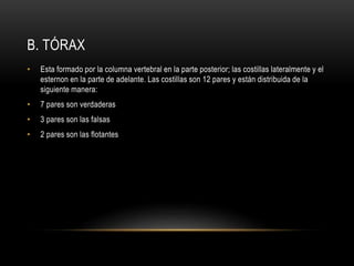B. TÓRAX
• Esta formado por la columna vertebral en la parte posterior; las costillas lateralmente y el
esternon en la parte de adelante. Las costillas son 12 pares y están distribuida de la
siguiente manera:
• 7 pares son verdaderas
• 3 pares son las falsas
• 2 pares son las flotantes
 