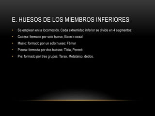 E. HUESOS DE LOS MIEMBROS INFERIORES
• Se emplean en la locomoción. Cada extremidad inferior se divide en 4 segmentos:
• Cadera: formado por solo hueso, Iliaco o coxal
• Muslo: formado por un solo hueso: Fémur
• Pierna: formado por dos huesos: Tibia, Peroné
• Pie: formado por tres grupos: Tarso, Metatarso, dedos.
 