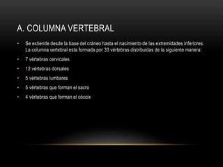 A. COLUMNA VERTEBRAL
• Se extiende desde la base del cráneo hasta el nacimiento de las extremidades inferiores.
La columna vertebral esta formada por 33 vértebras distribuidas de la siguiente manera:
• 7 vértebras cervicales
• 12 vértebras dorsales
• 5 vértebras lumbares
• 5 vértebras que forman el sacro
• 4 vértebras que forman el cóccix
 