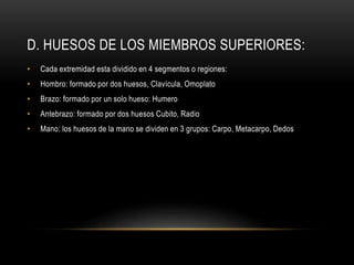 D. HUESOS DE LOS MIEMBROS SUPERIORES:
• Cada extremidad esta dividido en 4 segmentos o regiones:
• Hombro: formado por dos huesos, Clavícula, Omoplato
• Brazo: formado por un solo hueso: Humero
• Antebrazo: formado por dos huesos Cubito, Radio
• Mano: los huesos de la mano se dividen en 3 grupos: Carpo, Metacarpo, Dedos
 