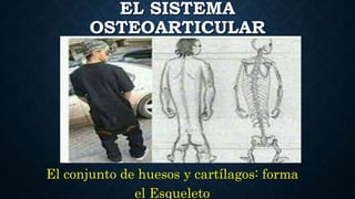 EL SISTEMA
OSTEOARTICULAR
El conjunto de huesos y cartílagos: forma
el Esqueleto
 