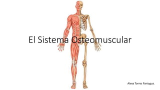 El Sistema Osteomuscular
Alexa Torres Paniagua.
 