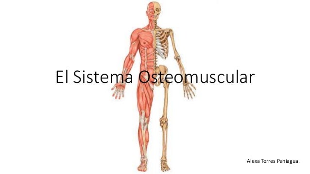 Cuál Es La Función Del Sistema Osteomuscular www.slideshare.net