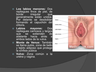  Los labios menores: Dos
repliegues finos de piel, de
borde irregular que
generalmente están unidos.
Por delante se desdoblan
formando el capuchón del
clítoris.
 Labios mayores: Dos
repliegues carnosos y largos
que se extienden de
adelante hacia atrás a
ambos lados de la vulva.
 Monte de Venus: También
se llama pubis, zona de bello
y tejido adiposo que protege
la sínfisis púbica
 Vulva: Zona común a la
uretra y vagina.
 