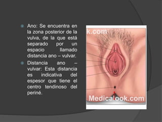  Ano: Se encuentra en
la zona posterior de la
vulva, de la que está
separado por un
espacio llamado
distancia ano – vulvar.
 Distancia ano –
vulvar: Esta distancia
es indicativa del
espesor que tiene el
centro tendinoso del
periné.
 