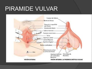 PIRAMIDE VULVAR
 