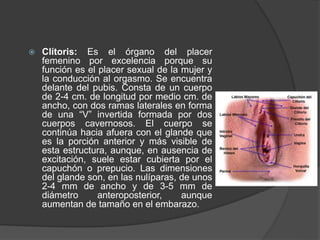  Clítoris: Es el órgano del placer
femenino por excelencia porque su
función es el placer sexual de la mujer y
la conducción al orgasmo. Se encuentra
delante del pubis. Consta de un cuerpo
de 2-4 cm. de longitud por medio cm. de
ancho, con dos ramas laterales en forma
de una “V” invertida formada por dos
cuerpos cavernosos. El cuerpo se
continúa hacia afuera con el glande que
es la porción anterior y más visible de
esta estructura, aunque, en ausencia de
excitación, suele estar cubierta por el
capuchón o prepucio. Las dimensiones
del glande son, en las nulíparas, de unos
2-4 mm de ancho y de 3-5 mm de
diámetro anteroposterior, aunque
aumentan de tamaño en el embarazo.
 