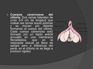  Cuerpos cavernosos del
clítoris: Dos ramas laterales de
unos 5-9 cm de longitud que
rodean las ramas isquio púbicas
y se reúnen por delante
formando el cuerpo del clítoris.
Cada cuerpo cavernoso está
formado por un tejido eréctil
envuelto en una membrana
fibroelástica, que en la
respuesta sexual se llena de
sangre pero a diferencia del
pene, en el clítoris no se llega a
producir rigidez.
 