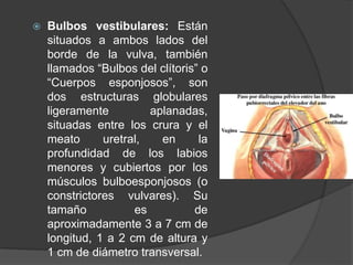  Bulbos vestibulares: Están
situados a ambos lados del
borde de la vulva, también
llamados “Bulbos del clítoris” o
“Cuerpos esponjosos”, son
dos estructuras globulares
ligeramente aplanadas,
situadas entre los crura y el
meato uretral, en la
profundidad de los labios
menores y cubiertos por los
músculos bulboesponjosos (o
constrictores vulvares). Su
tamaño es de
aproximadamente 3 a 7 cm de
longitud, 1 a 2 cm de altura y
1 cm de diámetro transversal.
 