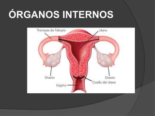 ÓRGANOS INTERNOS
 