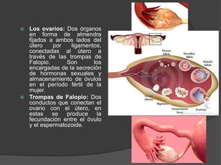  Los ovarios: Dos órganos
en forma de almendra
fijados a ambos lados del
útero por ligamentos,
conectadas al útero a
través de las trompas de
Falopio. Son los
encargadas de la secreción
de hormonas sexuales y
almacenamiento de óvulos
en el período fértil de la
mujer.
 Trompas de Falopio: Dos
conductos que conectan el
ovario con el útero, en
estas se produce la
fecundación entre el óvulo
y el espermatozoide.
 