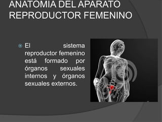 ANATOMIA DEL APARATO
REPRODUCTOR FEMENINO
 El sistema
reproductor femenino
está formado por
órganos sexuales
internos y órganos
sexuales externos.
 