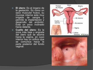  El útero: Es el órgano de
la gestación. Es como un
saco muscular hueco, su
mucosa interna esta muy
irrigada de sangre y
permite la implantación y
desarrollo del embrión.
Está un poco inclinado
hacia delante.
 Cuello del útero: Es la
zona más baja y angosta
del útero que se asoma
hacia la vagina, en cuyo
interior hay un orificio que
se comunica hacia la
parte posterior del fondo
vaginal.
 