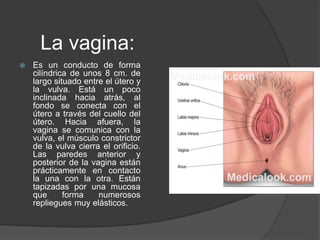 La vagina:
 Es un conducto de forma
cilíndrica de unos 8 cm. de
largo situado entre el útero y
la vulva. Está un poco
inclinada hacia atrás, al
fondo se conecta con el
útero a través del cuello del
útero. Hacia afuera, la
vagina se comunica con la
vulva, el músculo constrictor
de la vulva cierra el orificio.
Las paredes anterior y
posterior de la vagina están
prácticamente en contacto
la una con la otra. Están
tapizadas por una mucosa
que forma numerosos
repliegues muy elásticos.
 