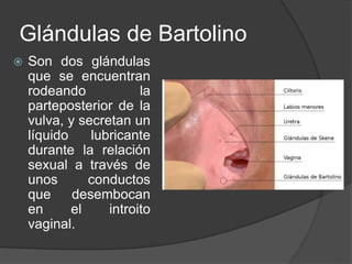Glándulas de Bartolino
 Son dos glándulas
que se encuentran
rodeando la
parteposterior de la
vulva, y secretan un
líquido lubricante
durante la relación
sexual a través de
unos conductos
que desembocan
en el introito
vaginal.
 
