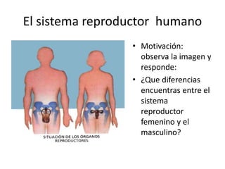 El sistema reproductor humano
• Motivación:
observa la imagen y
responde:
• ¿Que diferencias
encuentras entre el
sistema
reproductor
femenino y el
masculino?
 