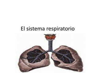 El sistema respiratorio 