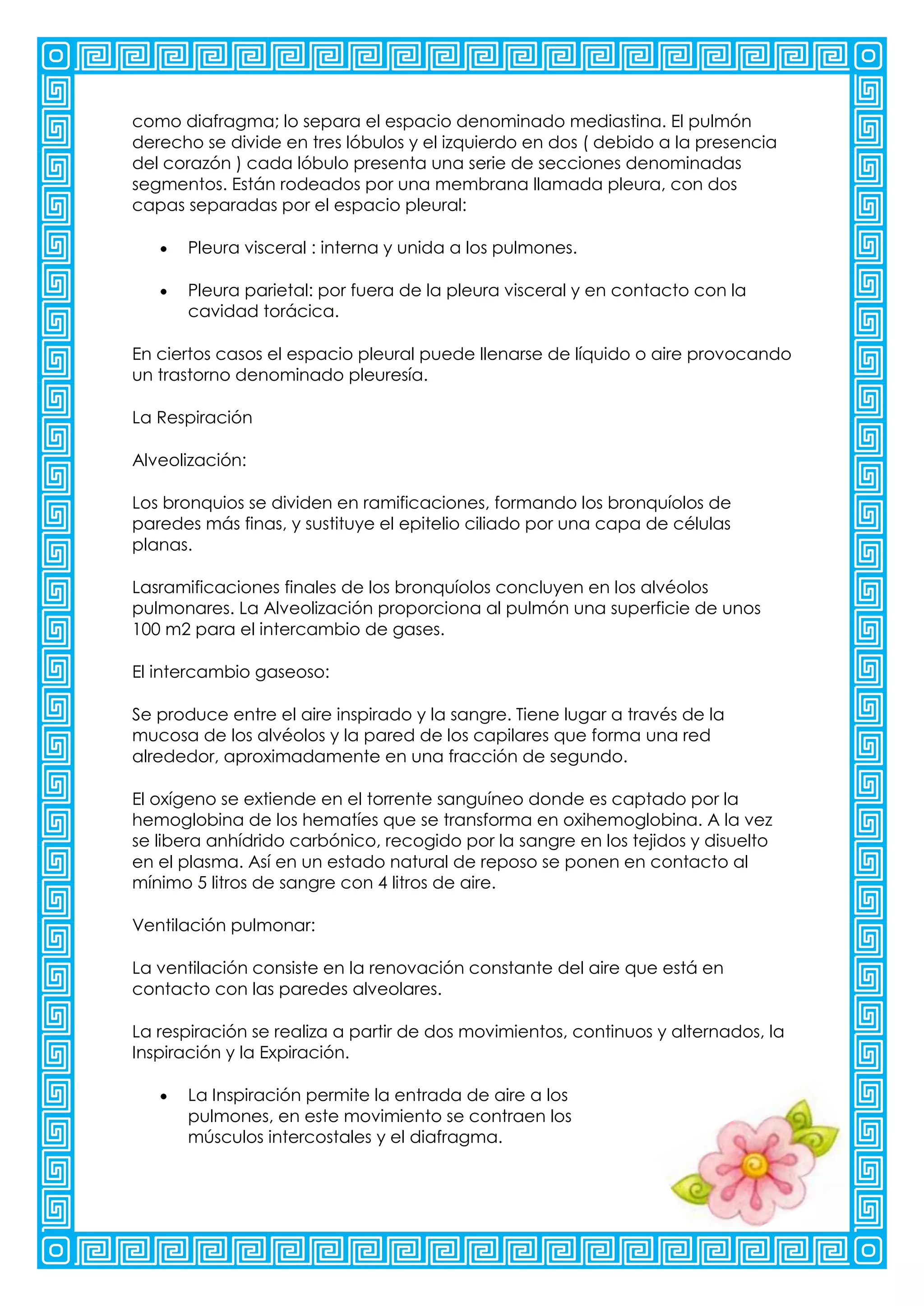 como diafragma; lo separa el espacio denominado mediastina. El pulmón
derecho se divide en tres lóbulos y el izquierdo en dos ( debido a la presencia
del corazón ) cada lóbulo presenta una serie de secciones denominadas
segmentos. Están rodeados por una membrana llamada pleura, con dos
capas separadas por el espacio pleural:

      Pleura visceral : interna y unida a los pulmones.

      Pleura parietal: por fuera de la pleura visceral y en contacto con la
      cavidad torácica.

En ciertos casos el espacio pleural puede llenarse de líquido o aire provocando
un trastorno denominado pleuresía.

La Respiración

Alveolización:

Los bronquios se dividen en ramificaciones, formando los bronquíolos de
paredes más finas, y sustituye el epitelio ciliado por una capa de células
planas.

Lasramificaciones finales de los bronquíolos concluyen en los alvéolos
pulmonares. La Alveolización proporciona al pulmón una superficie de unos
100 m2 para el intercambio de gases.

El intercambio gaseoso:

Se produce entre el aire inspirado y la sangre. Tiene lugar a través de la
mucosa de los alvéolos y la pared de los capilares que forma una red
alrededor, aproximadamente en una fracción de segundo.

El oxígeno se extiende en el torrente sanguíneo donde es captado por la
hemoglobina de los hematíes que se transforma en oxihemoglobina. A la vez
se libera anhídrido carbónico, recogido por la sangre en los tejidos y disuelto
en el plasma. Así en un estado natural de reposo se ponen en contacto al
mínimo 5 litros de sangre con 4 litros de aire.

Ventilación pulmonar:

La ventilación consiste en la renovación constante del aire que está en
contacto con las paredes alveolares.

La respiración se realiza a partir de dos movimientos, continuos y alternados, la
Inspiración y la Expiración.

      La Inspiración permite la entrada de aire a los
      pulmones, en este movimiento se contraen los
      músculos intercostales y el diafragma.
 