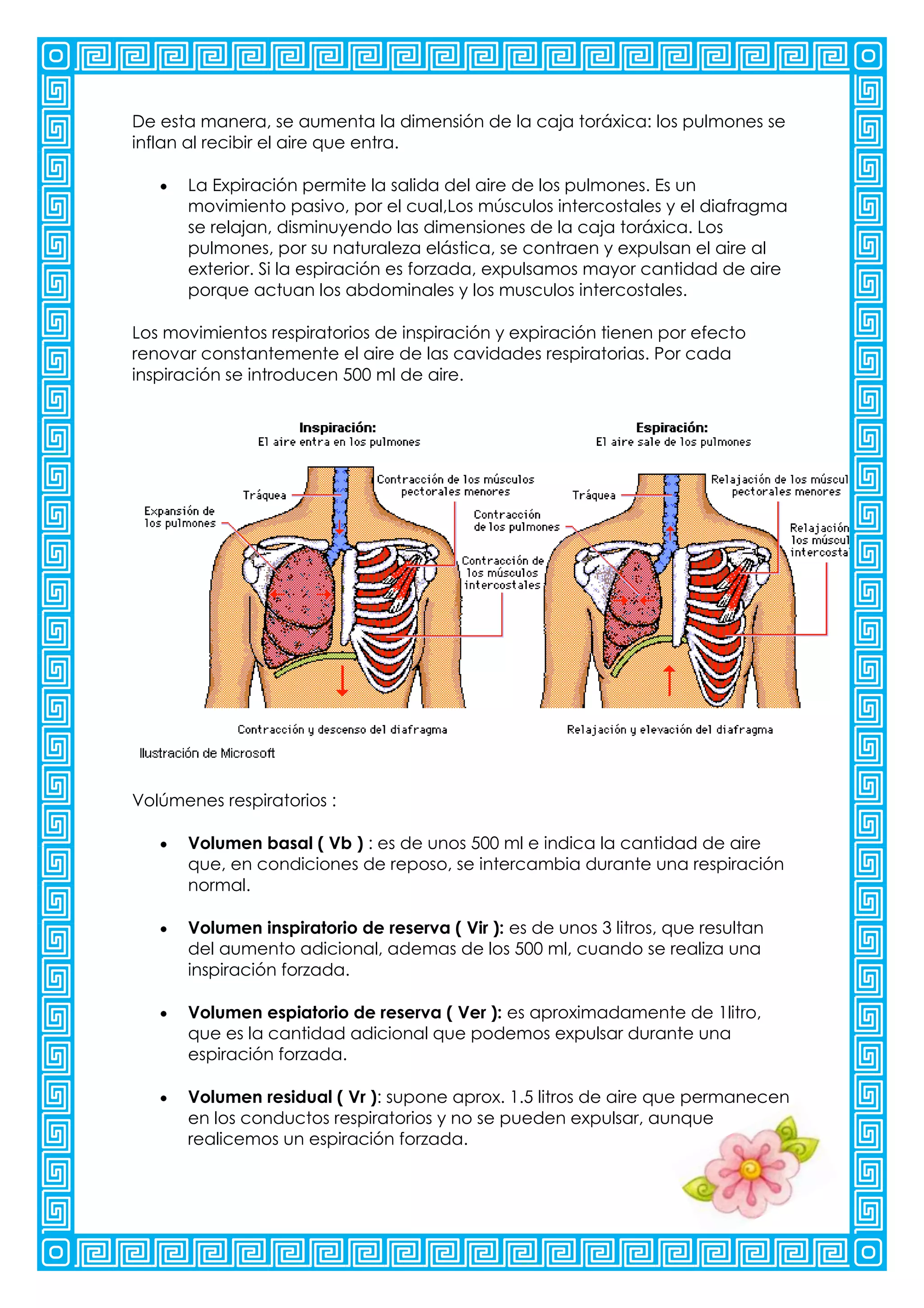 De esta manera, se aumenta la dimensión de la caja toráxica: los pulmones se
inflan al recibir el aire que entra.

      La Expiración permite la salida del aire de los pulmones. Es un
      movimiento pasivo, por el cual,Los músculos intercostales y el diafragma
      se relajan, disminuyendo las dimensiones de la caja toráxica. Los
      pulmones, por su naturaleza elástica, se contraen y expulsan el aire al
      exterior. Si la espiración es forzada, expulsamos mayor cantidad de aire
      porque actuan los abdominales y los musculos intercostales.

Los movimientos respiratorios de inspiración y expiración tienen por efecto
renovar constantemente el aire de las cavidades respiratorias. Por cada
inspiración se introducen 500 ml de aire.




Volúmenes respiratorios :

      Volumen basal ( Vb ) : es de unos 500 ml e indica la cantidad de aire
      que, en condiciones de reposo, se intercambia durante una respiración
      normal.

      Volumen inspiratorio de reserva ( Vir ): es de unos 3 litros, que resultan
      del aumento adicional, ademas de los 500 ml, cuando se realiza una
      inspiración forzada.

      Volumen espiatorio de reserva ( Ver ): es aproximadamente de 1litro,
      que es la cantidad adicional que podemos expulsar durante una
      espiración forzada.

      Volumen residual ( Vr ): supone aprox. 1.5 litros de aire que permanecen
      en los conductos respiratorios y no se pueden expulsar, aunque
      realicemos un espiración forzada.
 