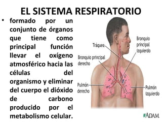 EL SISTEMA RESPIRATORIO
• formado por un
conjunto de órganos
que tiene como
principal función
llevar el oxígeno
atmosférico hacia las
células del
organismo y eliminar
del cuerpo el dióxido
de carbono
producido por el
metabolismo celular.
 