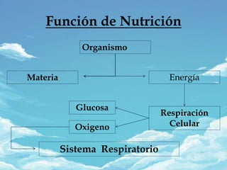 Función de Nutrición
Organismo
Energía
Respiración
Celular
Oxigeno
Materia
Glucosa
Sistema Respiratorio
 