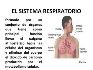 EL SISTEMA RESPIRATORIO
formado por un
conjunto de órganos
que tiene como
principal función
llevar el oxígeno
atmosférico hacia las
células del organismo
y eliminar del cuerpo
el dióxido de carbono
producido por el
metabolismo celular.
 