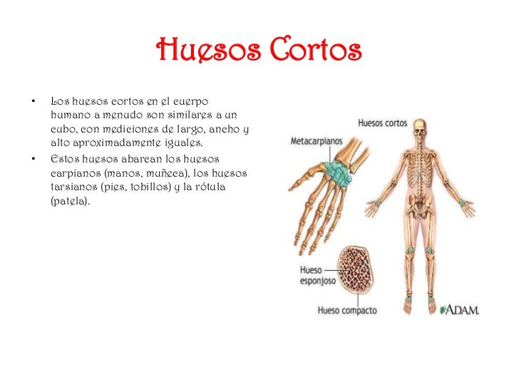 El sistema óseo