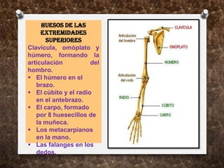 Huesos de las
     extremidades
      superiores
Clavícula, omóplato y
húmero, formando la
articulación          del
hombro.
 El húmero en el
   brazo.
 El cúbito y el radio
   en el antebrazo.
 El carpo, formado
   por 8 huesecillos de
   la muñeca.
 Los metacarpianos
   en la mano.
 Las falanges en los
   dedos.
 