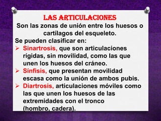 LAS ARTICULACIONES
Son las zonas de unión entre los huesos o
         cartílagos del esqueleto.
Se pueden clasificar en:
 Sinartrosis, que son articulaciones
  rígidas, sin movilidad, como las que
  unen los huesos del cráneo.
 Sínfisis, que presentan movilidad
  escasa como la unión de ambos pubis.
 Diartrosis, articulaciones móviles como
  las que unen los huesos de las
  extremidades con el tronco
  (hombro, cadera).
 