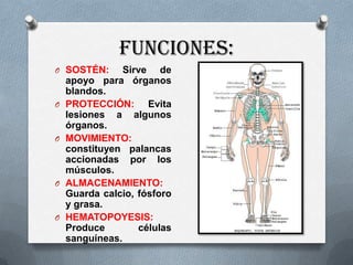 FUNCIONES:
O SOSTÉN:       Sirve de
    apoyo para órganos
    blandos.
O   PROTECCIÓN: Evita
    lesiones a algunos
    órganos.
O   MOVIMIENTO:
    constituyen palancas
    accionadas por los
    músculos.
O   ALMACENAMIENTO:
    Guarda calcio, fósforo
    y grasa.
O   HEMATOPOYESIS:
    Produce        células
    sanguíneas.
 