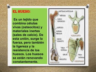EL HUESO:

 Es un tejido que
combina células
vivas (osteocitos) y
materiales inertes
(sales de calcio). De
esta unión, surge la
fuerza, pero también
la ligereza y la
resistencia de los
huesos. Los huesos
se están renovando
constantemente.
 