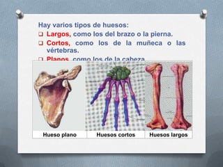 Hay varios tipos de huesos:
 Largos, como los del brazo o la pierna.
 Cortos, como los de la muñeca o las
  vértebras.
 Planos, como los de la cabeza.




 Hueso plano    Huesos cortos   Huesos largos
 