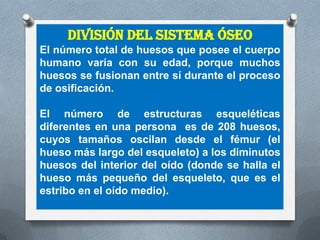 División del Sistema Óseo
El número total de huesos que posee el cuerpo
humano varía con su edad, porque muchos
huesos se fusionan entre sí durante el proceso
de osificación.

El número de estructuras esqueléticas
diferentes en una persona es de 208 huesos,
cuyos tamaños oscilan desde el fémur (el
hueso más largo del esqueleto) a los diminutos
huesos del interior del oído (donde se halla el
hueso más pequeño del esqueleto, que es el
estribo en el oído medio).
 