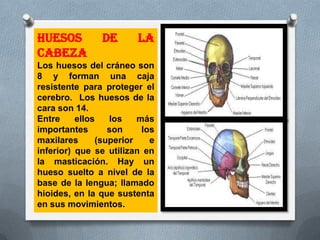 HUESOS          DE      LA
CABEZA
Los huesos del cráneo son
8 y forman una caja
resistente para proteger el
cerebro. Los huesos de la
cara son 14.
Entre     ellos   los    más
importantes       son     los
maxilares      (superior    e
inferior) que se utilizan en
la masticación. Hay un
hueso suelto a nivel de la
base de la lengua; llamado
hioides, en la que sustenta
en sus movimientos.
 
