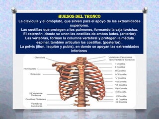 Huesos del tronco
La clavícula y el omóplato, que sirven para el apoyo de las extremidades
                                 superiores.
  Las costillas que protegen a los pulmones, formando la caja torácica.
   El esternón, donde se unen las costillas de ambos lados. (anterior)
    Las vértebras, forman la columna vertebral y protegen la médula
           espinal, también articulan las costillas. (posterior).
 La pelvis (ilion, isquión y pubis), en donde se apoyan las extremidades
                                  inferiores.
 