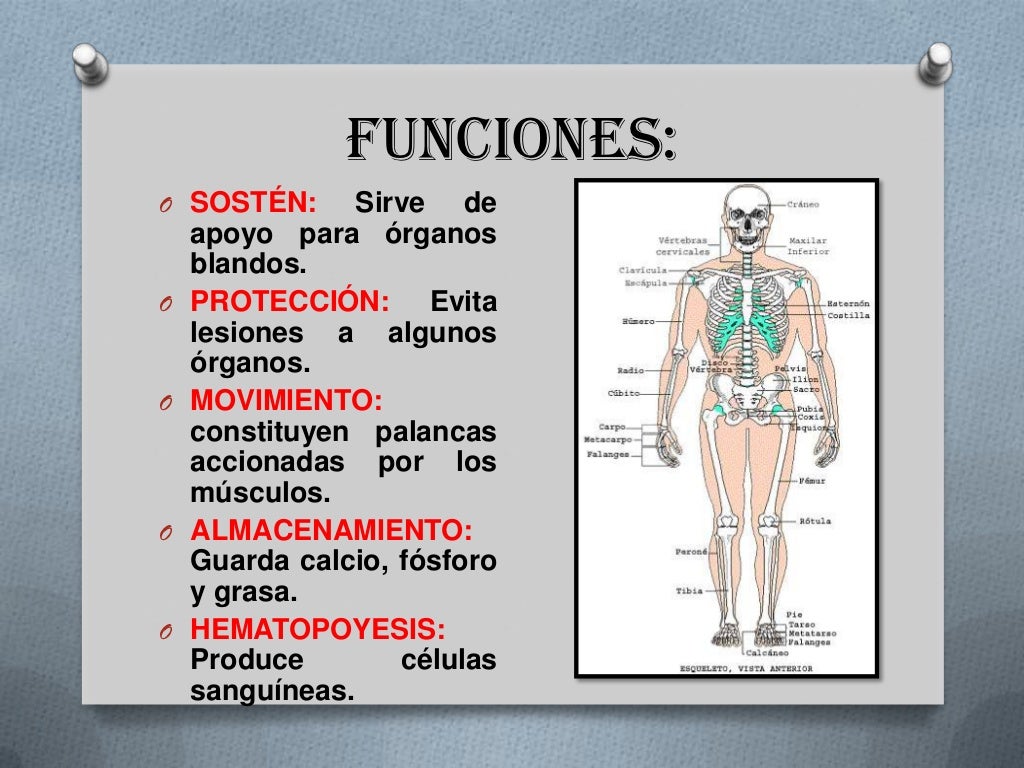 El sistema óseo El sistema óseo