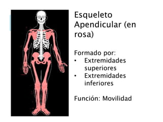 Esqueleto
Apendicular (en
rosa)
Formado por:
• Extremidades
superiores
• Extremidades
inferiores
Función: Movilidad
 