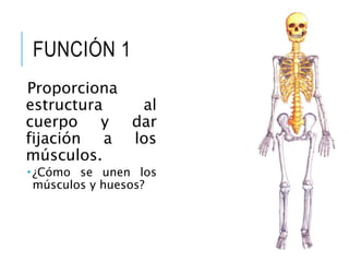 FUNCIÓN 1
Proporciona
estructura al
cuerpo y dar
fijación a los
músculos.
 ¿Cómo se unen los
músculos y huesos?
 