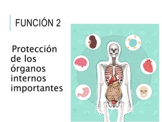 FUNCIÓN 2
Protección
de los
órganos
internos
importantes
 