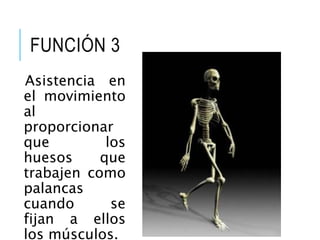 FUNCIÓN 3
Asistencia en
el movimiento
al
proporcionar
que los
huesos que
trabajen como
palancas
cuando se
fijan a ellos
los músculos.
 