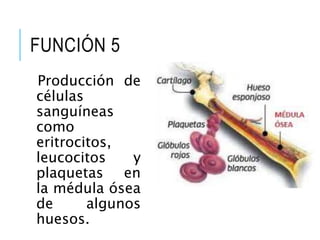 FUNCIÓN 5
Producción de
células
sanguíneas
como
eritrocitos,
leucocitos y
plaquetas en
la médula ósea
de algunos
huesos.
 