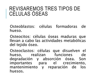 REVISAREMOS TRES TIPOS DE
CÉLULAS ÓSEAS
Osteoblastos: células formadoras de
hueso.
Osteocitos: células óseas maduras que
llevan a cabo las actividades metabólicas
del tejido óseo.
Osteoclastos: células que disuelven el
hueso, realizan funciones de
degradación y absorción ósea. Son
importantes para el crecimiento,
mantenimiento y reparación de los
huesos.
 