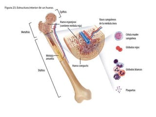 Sistema Óseo básico