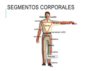 SEGMENTOS CORPORALES
Pierna
 