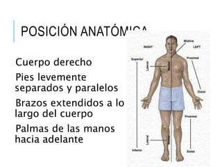 POSICIÓN ANATÓMICA
Cuerpo derecho
Pies levemente
separados y paralelos
Brazos extendidos a lo
largo del cuerpo
Palmas de las manos
hacia adelante
 
